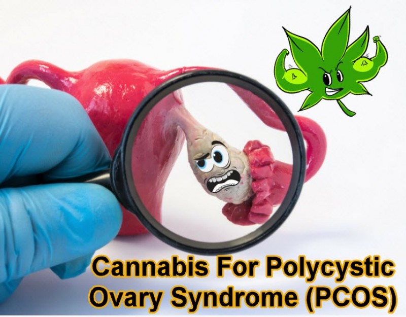 cannabis for PCOS