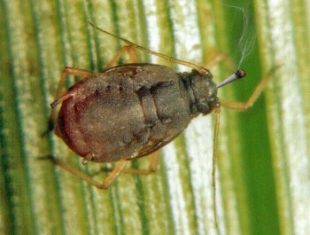What is a Rice Root Aphid? - The Latest Pest Haunting Indoor Cannabis Growers
