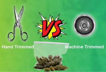 Should You Hand Trim or Machine Trim Your Cannabis?