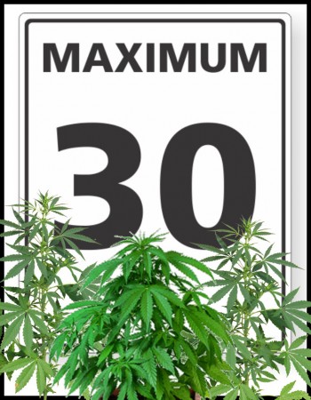 30 Marijuana Plants for Back Pain - Valid Excuse?