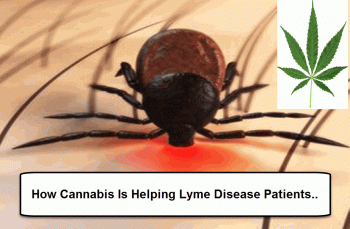 How Cannabis Is Helping Cure Lyme Disease Symptoms