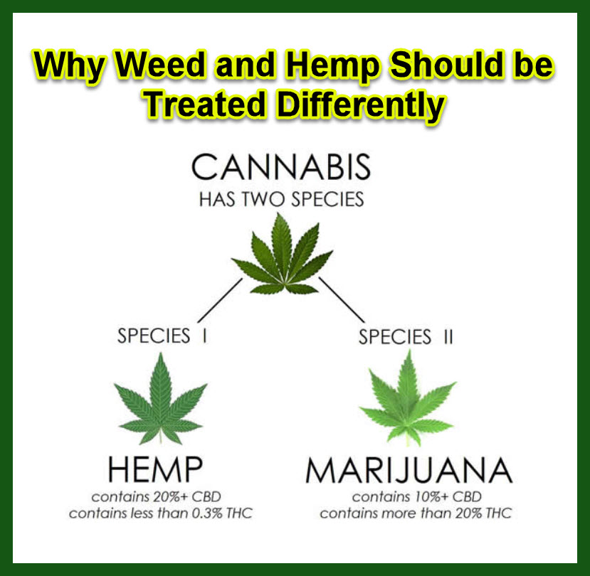 Why Weed And Hemp Should Be Treated Differently