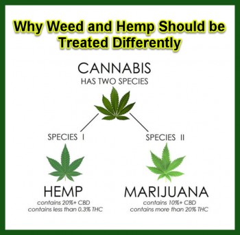 Why Weed and Hemp Should be Treated Differently