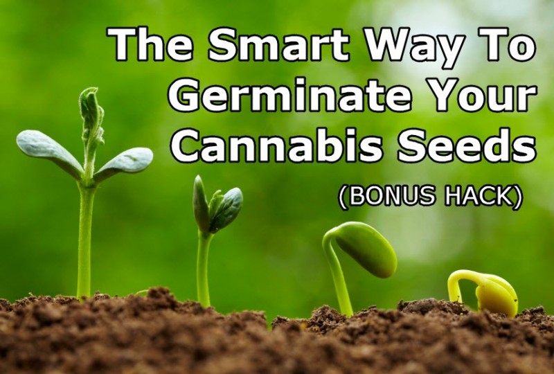 Germinate Cannabis Seeds