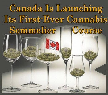 Cannabis Sommelier Course Launching in Canada for the First Time Ever