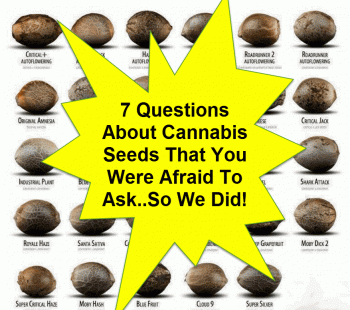 7 Question About Cannabis Seeds That You Were Afraid To Ask