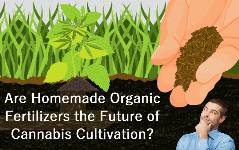 homemade organic fertilizer for marijuana plants
