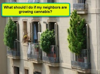 What Should I Do If My Neighbors Are Growing Cannabis?