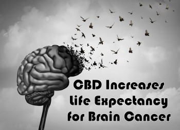 CBD Increases Life Expectancy for Brain Cancer