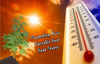 Protecting Your Cannabis from Heat Stress - Summer is Here!