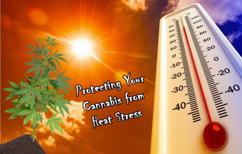 cannabis heat stress