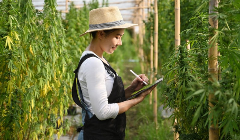how much do weed jobs pay