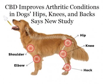 CBD Improves Arthritic Conditions in Dogs' Hips, Knees, and Backs Says New Study