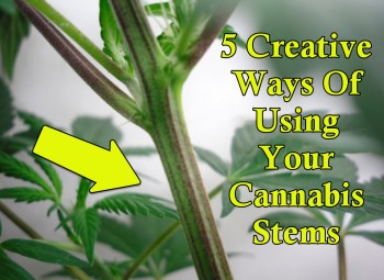 5 Creative Ways Of Using Your Cannabis Stems