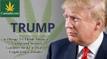 Trump To Legalize Cannabis After Pressure From Sen. Gardner - What Could It Mean?