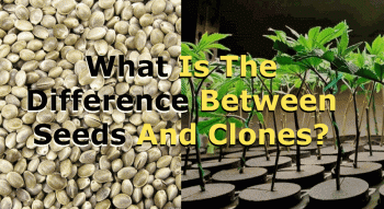 What Is The Difference Between Seeds And Clones?