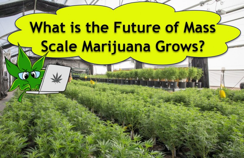 large scale marijuana grows