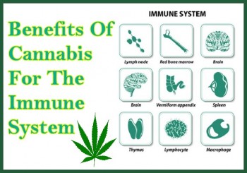 Benefits Of Cannabis For The Immune System