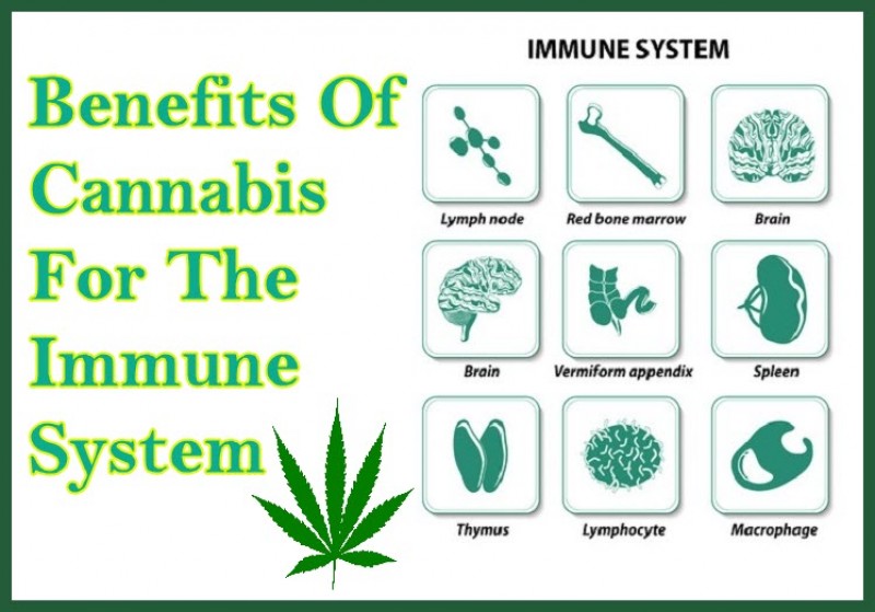 cannabis immune system benefits