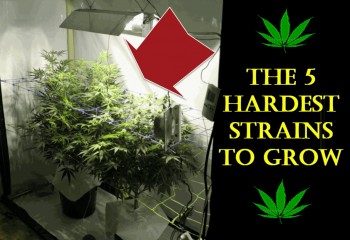 The 5 Hardest Cannabis Strains To Grow