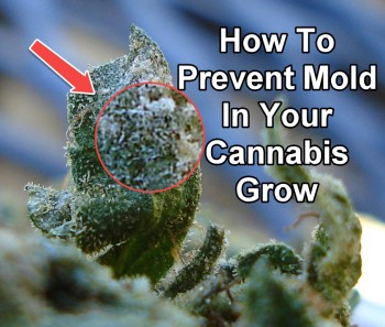 How To Prevent Mold In Your Cannabis Grow