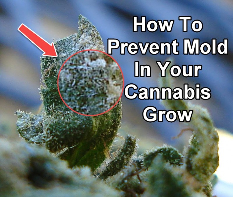 moldy cannabis grow