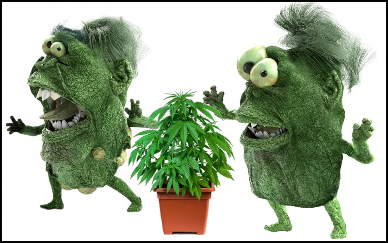 cannabis freaks and mutations
