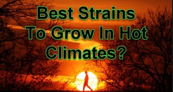 Best Strains To Grow In Hot Climates