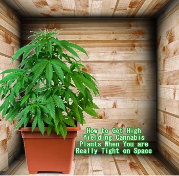 How to Get High Yielding Cannabis Plants in Really Tight Spaces