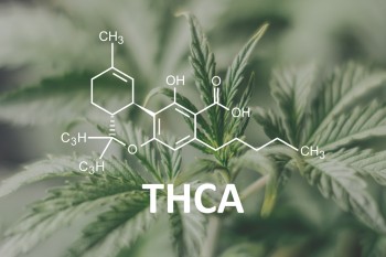 Everything You Need to Know About THCA