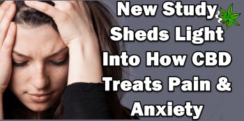 New Study Sheds Light Into How CBD Treats Pain & Anxiety