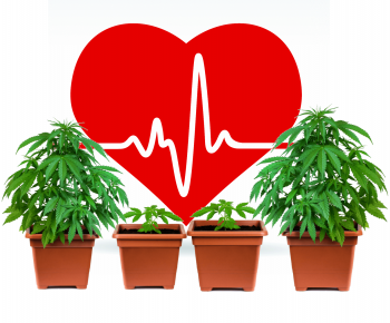New Studies Prove Cannabis is Good for Your Heart