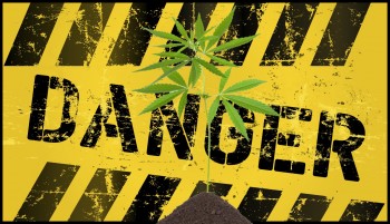 Why are Most Funded Cannabis Studies Focused Only on the Dangers of Using Marijuana?