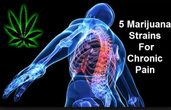Cannabis Strains vs. Chronic Pain