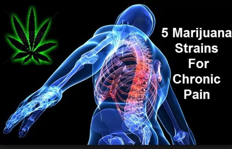 chronic pain marijuana strains