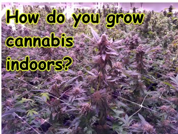 How To Grow Massive Amounts Of Cannabis Indoors