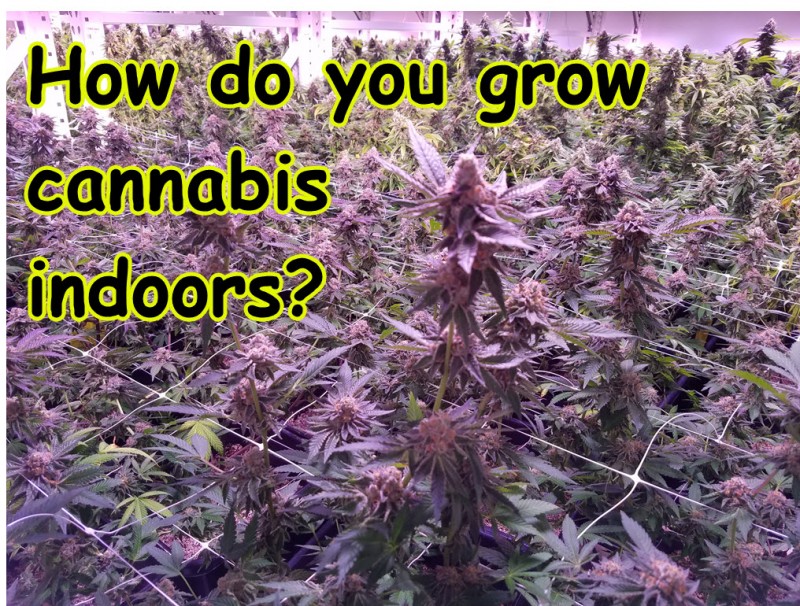 indoor cannabis grow tips