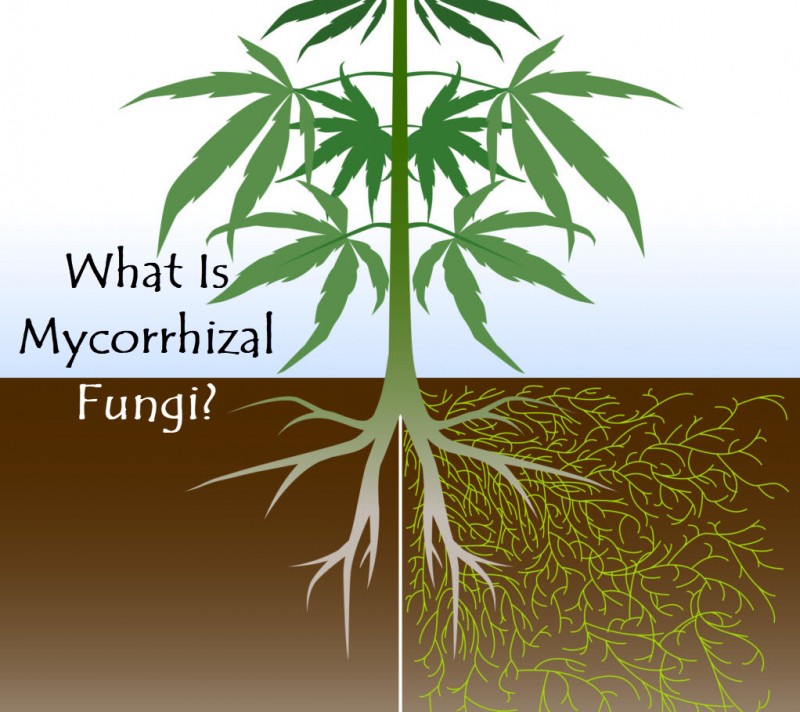 Mycorrhizal Fungi marijuana plant