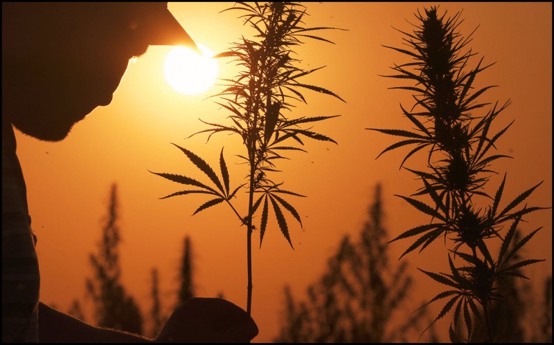 marijuana grow seasons