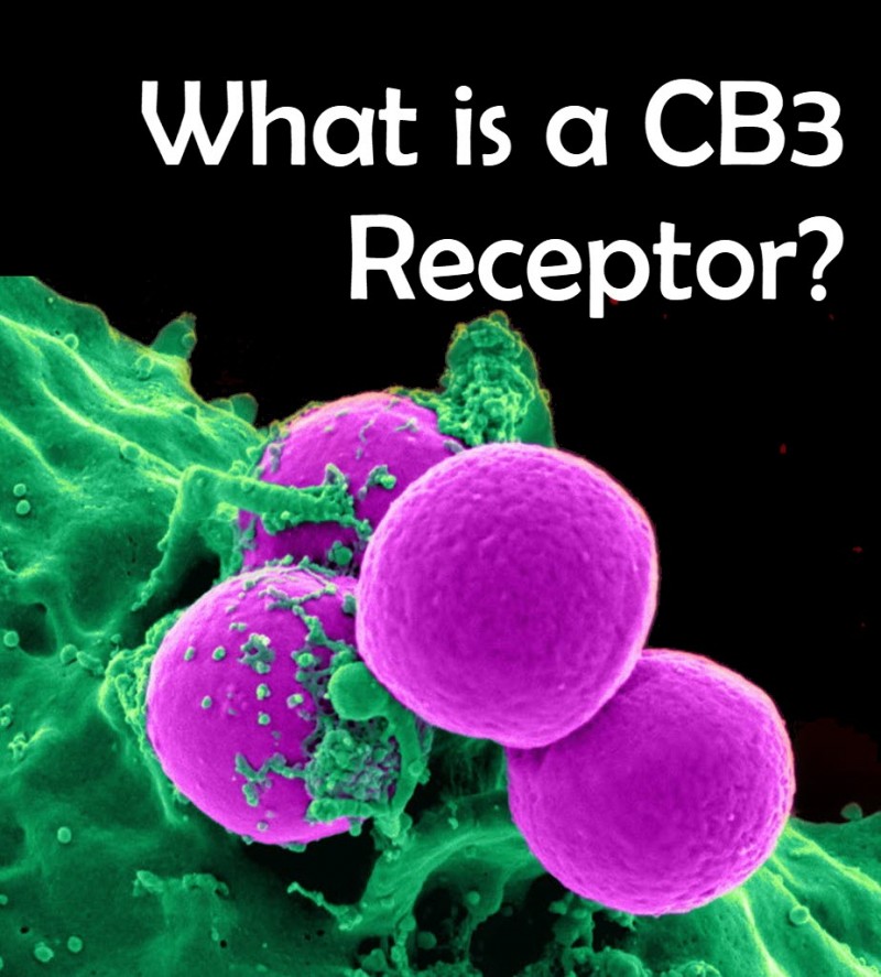 What is a CB3 receptor
