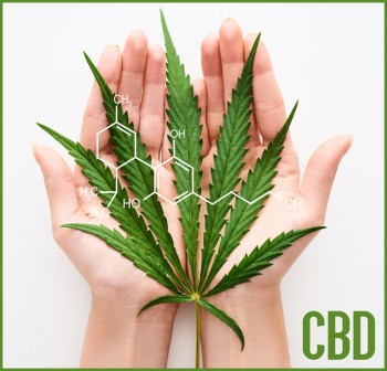 What's the Difference Between CBD from Hemp and CBD from Cannabis?