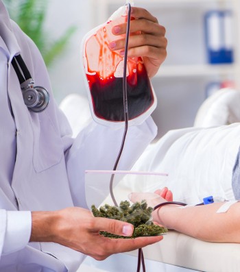 If You Get High Can You Still Go and Give Blood? - The Rules for Cannabis and Donating Blood