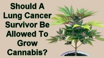 Should A Lung Cancer Survivor Be Allowed To Grow Cannabis?