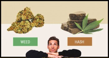 Marijuana vs Hash - What is the Difference Between the Two?
