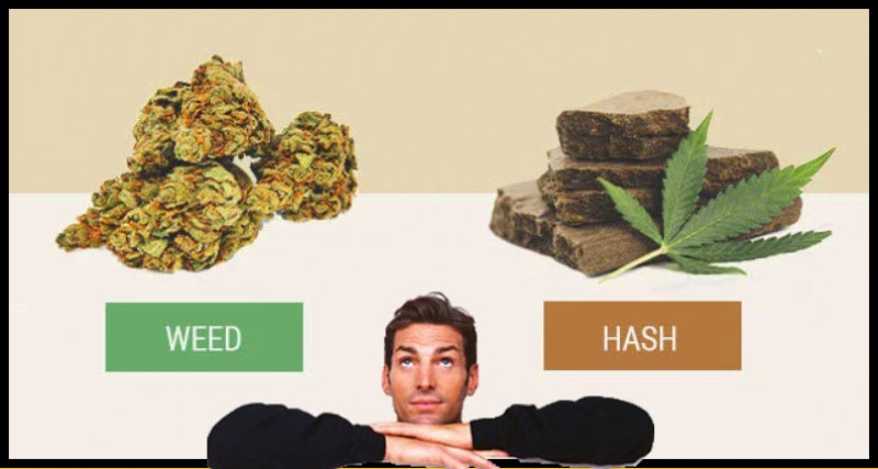 weed or hash