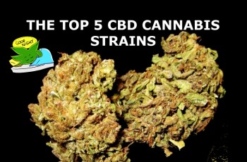 The Top 5 Cannabis CBD Strains