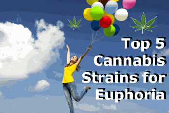 Top 5 Cannabis Strains for Euphoria