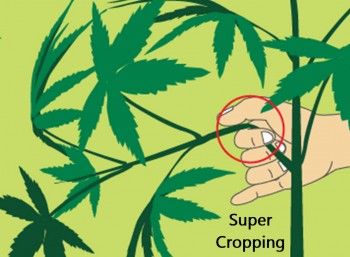 Hurt Your Cannabis Plants on Purpose? - What is Super Cropping and Why Do It?