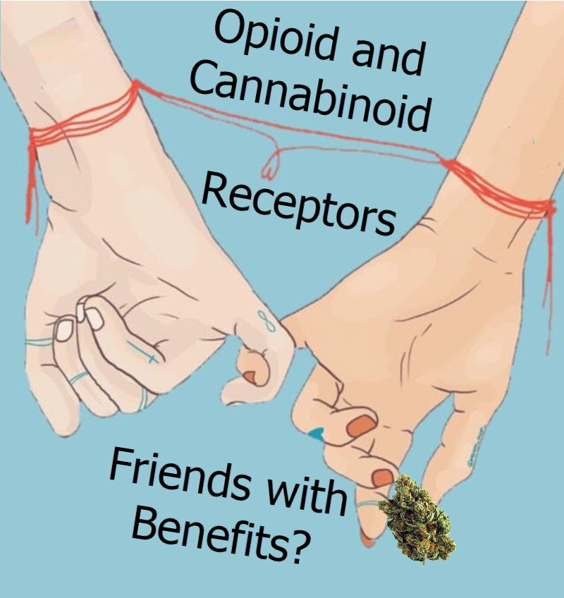 Are Opioid And Cannabinoid Receptors Friends With Benefits?