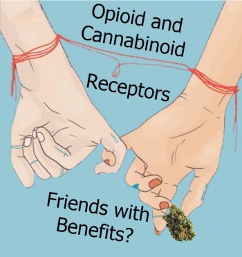 Are Opioid and Cannabinoid Receptors Friends with Benefits?